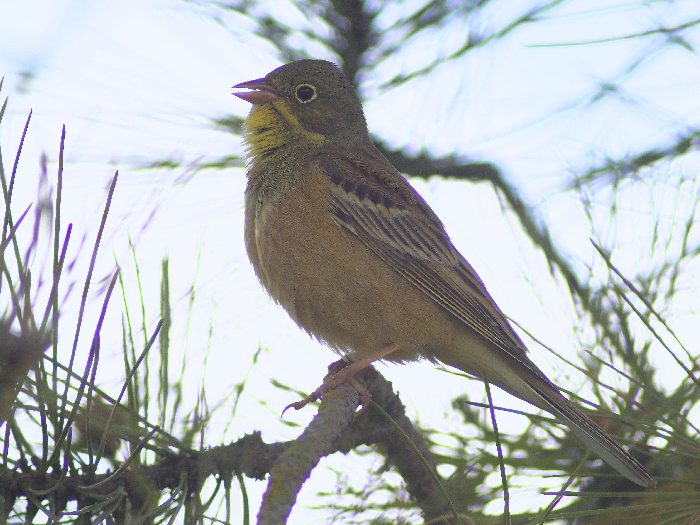 il mio primo Ortolano (Emberiza hortulana)